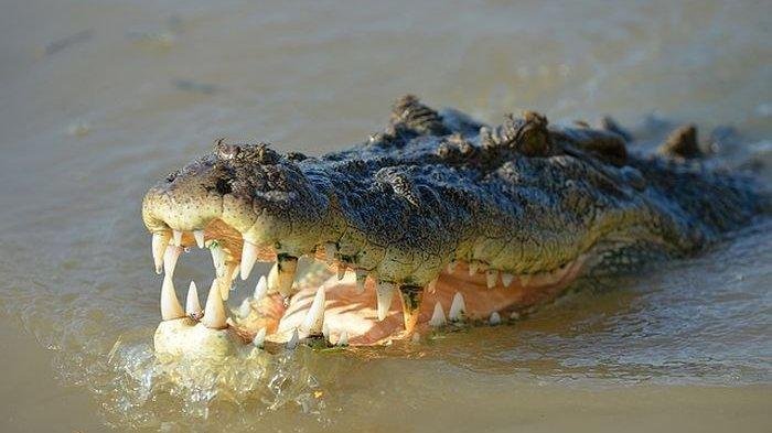 Seorang Warga Desa Penyagun Kabupaten Kepulauan Meranti Tewas di Terkam Buaya